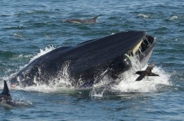 Penyelam Gambarkan Pelarian Ajaibnya Setelah Hampir Ditelan Ikan Paus