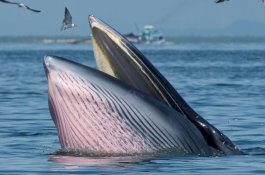 Pria Ini Tak Sengaja Masuk Dalam Mulut Paus 15 Meter