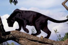 Terobos Pagar Kandang Demi Selfie, Wanita Ini Diserang Jaguar