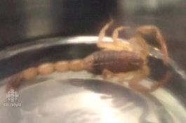 Penumpang Disengat Kalajengking di Dalam Pesawat