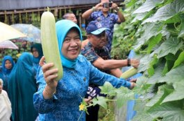 Segarnya Sayur Mayur dari Mattappawalie Barru