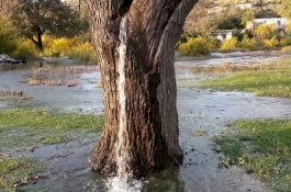 Fenomena Langka, Pohon Tua Menyemburkan Air dari Batangnya