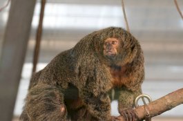 Punya Otot Seperti Binaragawan, Monyet Ini Tarik Perhatian Pengunjung Kebun Binatang