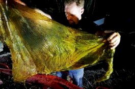 Paus Terdampar di Filipina, 40 Kg Plastik Ditemukan di Perutnya