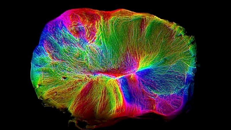 Medical Research Council's Laboratory of Molecular Biology