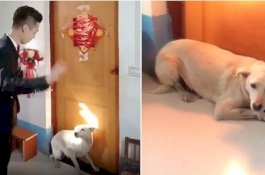 Pemiliknya Menikah, Anjing Ini Halangi Mempelai Pria Masuk Kamar