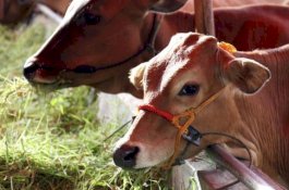 Ditonton Polisi, Pria Ditangkap Usai Berhubungan Seks dengan Sapi