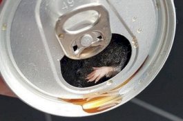 Pria ini Temukan Tikus Mati di Kaleng Coca-Cola, Setelah Meminum Isinya