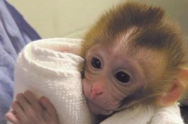 Bayi Monyet Ini Jadi Harapan Baru Penderita Kanker
