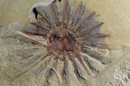 Makhluk Laut Misterius Memiliki 18 Tentakel Ditemukan di China