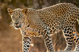 Gadis Lima Tahun Tewas Diterkam Macan Tutul di Ladang Jagung