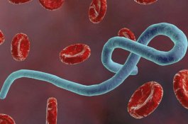 Wabah Ebola Mematikan Di Kongo Telah Melampaui 1.000 Kasus