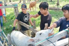 Perangi Antraks, Dinas Peternakan Pinrang Vaksin Puluhan Sapi