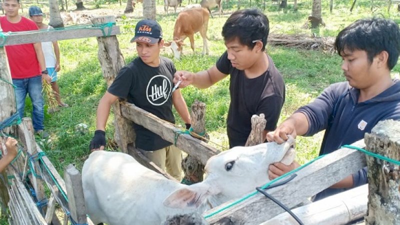 Perangi Antraks, Dinas Peternakan Pinrang Vaksin Puluhan Sapi