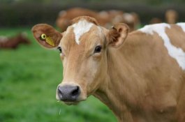 Ratusan Sapi Mati Misterius, Peternak Salahkan Turbin Angin dan Panel Surya