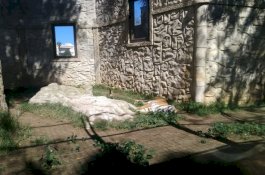 Harimau dan Hewan Lain Dibiarkan Menderita di Kebun Binatang Terbengkalai