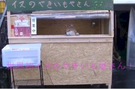 Video Anjing Imut Berjualan di Warung Jadi Viral