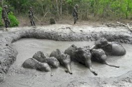 Enam Bayi Gajah Diselamatkan Dari Lubang Berlumpur
