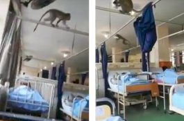 Monyet Meneror Rumah Sakit, Mencuri Makanan Pasien