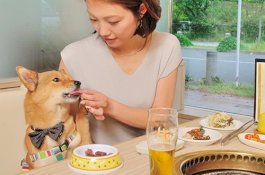 Restoran ini Memungkinkan Pelanggan Makan Bersama Anjing Peliharaannya