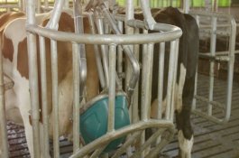 Unik, Pengusaha Ini Buat Toilet Khusus untuk Sapi