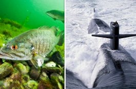 Amerika Serikat Bakal Rekrut Ikan Jadi Mata-mata