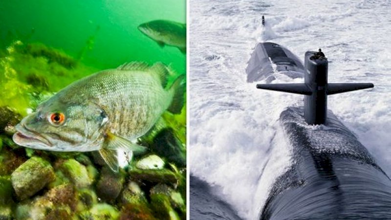 Amerika Serikat Bakal Rekrut Ikan Jadi Mata-mata