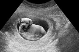 Dikecam Karena Lelucon April Mop, Justin Bieber Minta Maaf