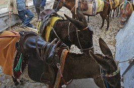 Santorini Akan Luncurkan Kampanye Cegah Turis Menunggang Keledai