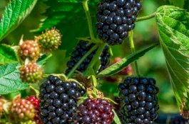Manfaat Mengesankan Buah Blackberry untuk Kesehatan
