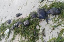 Ratusan Ikan Mati Terdampar di Pantai Bira, Penyebabnya Masih Misterius 