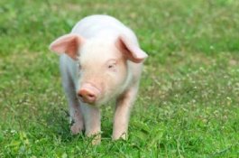 Flu Babi Afrika Terdeteksi di Perbatasan Kamboja dan Vietnam