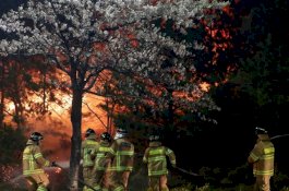 Kebakaran Hutan Hebat, 4000 Warga Korea Selatan Dievakuasi