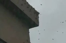 Pasangan ini Pelihara 10.000 Lebah di Apartemen, Dilapor Polisi