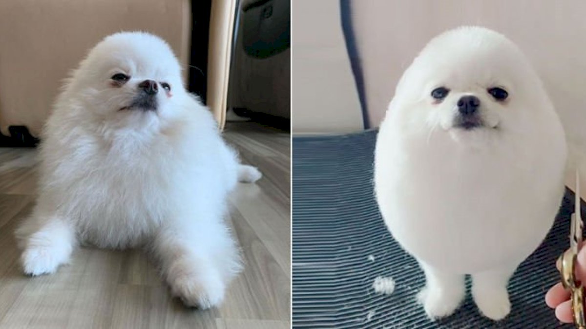 PomPom Si Anjing Telur Menjadi Sensasi Internet