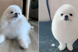 PomPom Si Anjing Telur Menjadi Sensasi Internet