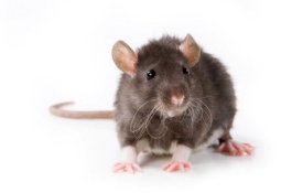 Niat Cari Makan, Pelanggan Kaget Lihat Tikus Merangkak ke Dalam Ayam Mentah