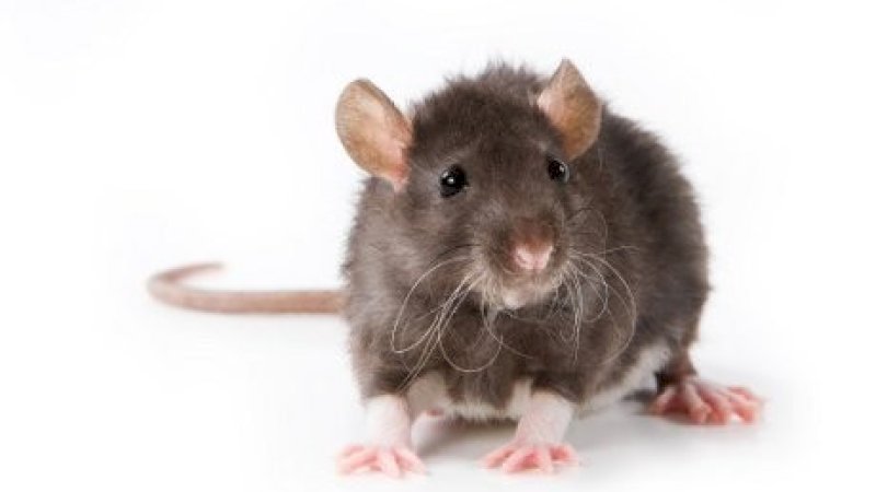 Niat Cari Makan, Pelanggan Kaget Lihat Tikus Merangkak ke Dalam Ayam Mentah