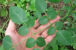 Manfaat Kelor untuk Kecantikan Kulit yang Jarang Diketahui