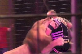 Singa Sirkus Terkam dan Cakar Pelatihnya di Depan Penonton