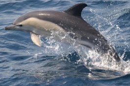 Seperti Manusia, Ikan Lumba-lumba Betina Juga Bisa Orgasme