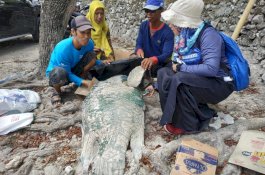 Ikan Napoleon Seharga Rp50 Juta Ditemukan Mati di Pantai Bira Bulukumba