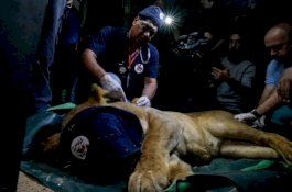 47 Hewan Dipindahkan Dari Kebun Binatang Gaza ke Yordania