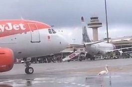 Burung Flamingo Halangi Pesawat Landing, Pilot Sibuk Klakson