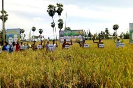 Hasil Ujicoba Panen Padi di Sidrap Capai 11,2 Ton per Hektare