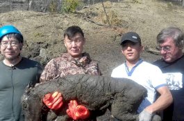 Ilmuan Optimistis 'Hidupkan' Spesies Kuda dari 42.000 Tahun Lalu