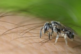 Ngeri! Dokter Temukan 4 Lebah Hidup di Mata Pasien Wanita