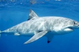 Digigit Hiu Saat Belajar Menyelam, Wanita Ini Terima 70 Jahitan