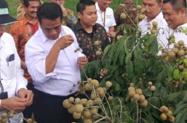 Kunker di Pangkep, Mentan Perkenalkan Yasir Machmud di Hadapan Ribuan Petani