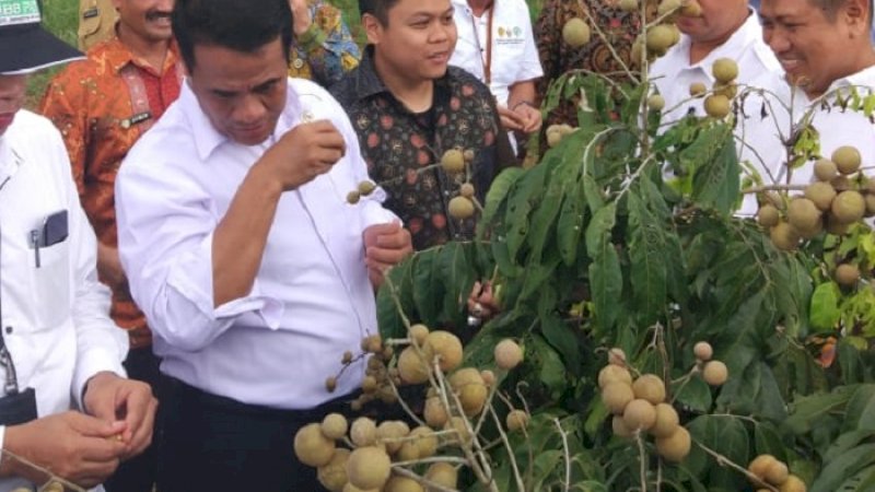 Yasir Machmud mendampingi Mentan Andi Amran Sulaiman memetik lengkeng di Pangkep, Selasa (9/4/2019). (FOTO: ISTIMEWA)